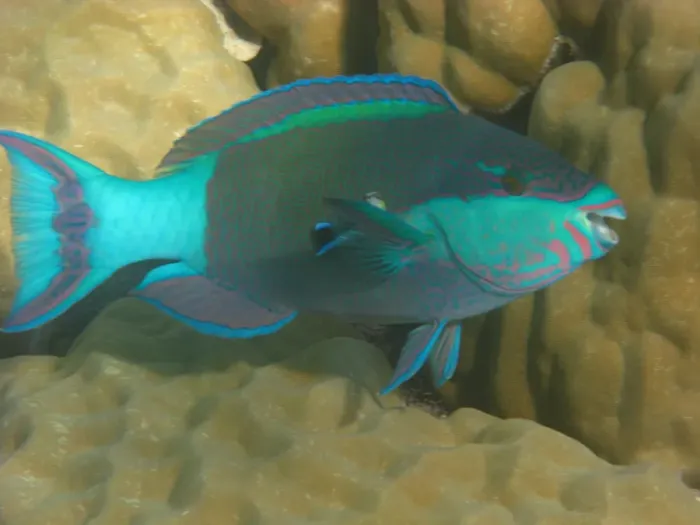Framed Print : Parrot fish in Great Barrier Reef
