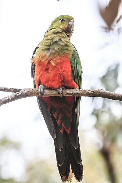 A parrot along the great ocean road, Australia