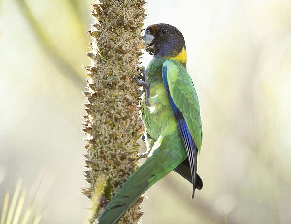 Parrot on tree spike