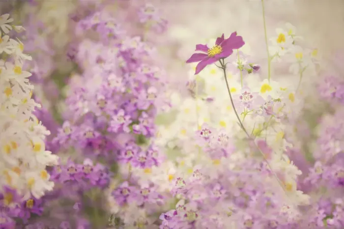 Framed Print : Pastel flowers in a field