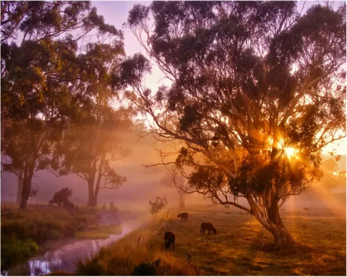 Framed Print : A pastural dawn on a back road just outside Paradise, near Sheffield, Central Tasmania