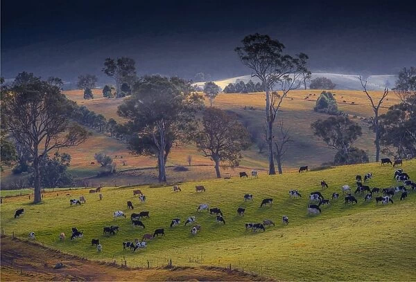 Pastural scenery just south of Cobargo, southern coastline of New South Wales, Australia