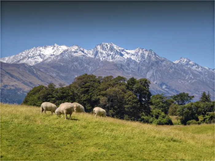 Framed Print : Pastural view near Glenorchy, South Island, New Zealand