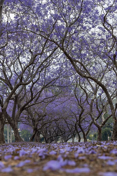 Pathway covered with purple flowers from the Jacaranda trees