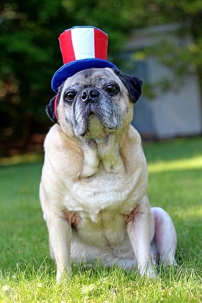 Patriotic pug