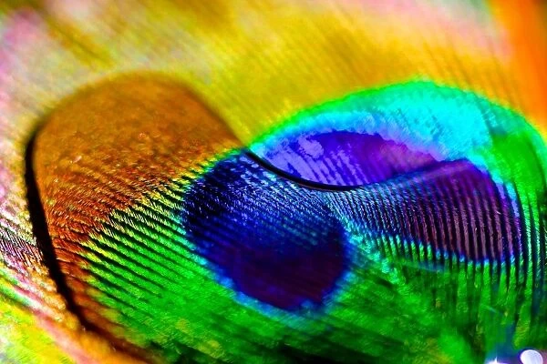 Peacock Colours