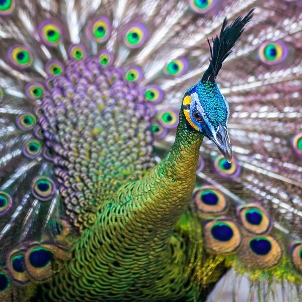 Peacock Dance of Colours