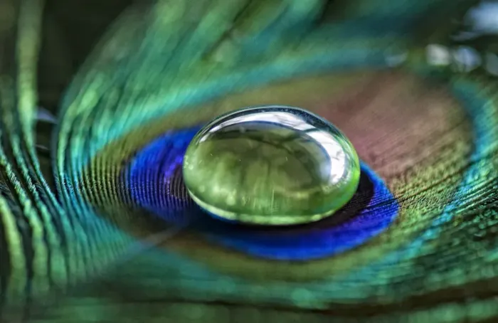 Framed Print : Peacock feather