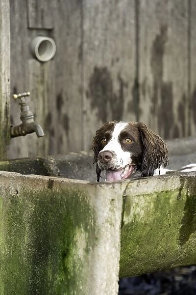 Peeking. A Spaniel dog laying in a concrete tub with her face looking over the top