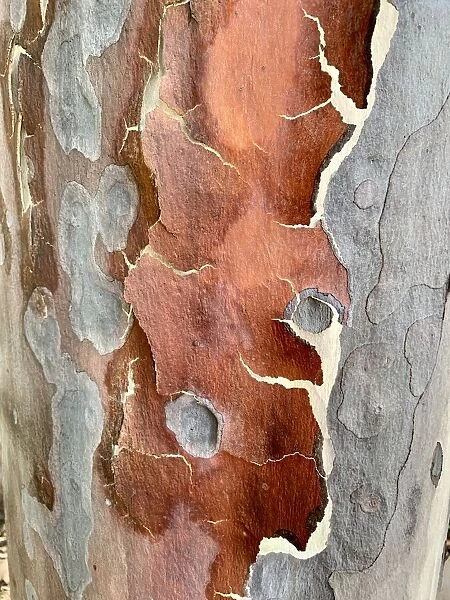 Peeling bark on a eucalyptus tree trunk