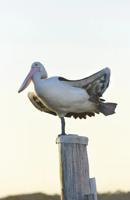 Framed Print : Pelican Framed Print : Pelican
