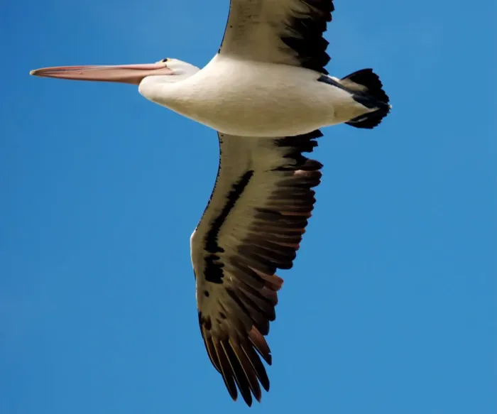 Framed Print : Pelican. Close up of pelican flying against blue background