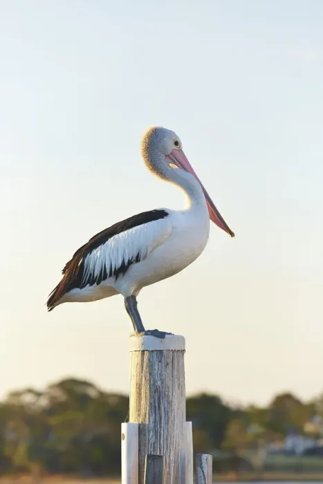 Framed Print : Pelican Framed Print : Pelican