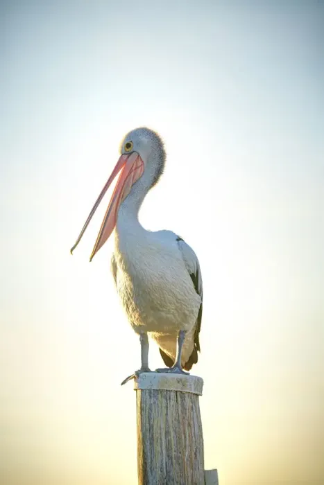 Framed Print : Pelican