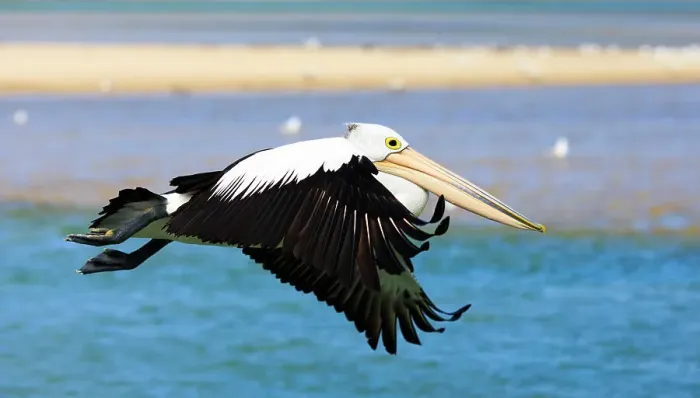 Framed Print : Pelican in flight Framed Print : Pelican in flight