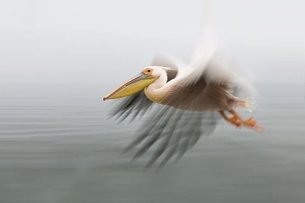 Pelican in Flight close up with blurred wings as it passes by