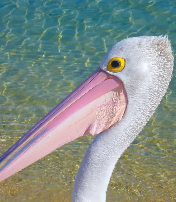 Framed Print : Pelican Portrait