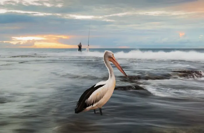 Framed Print : Pelican portrait Framed Print : Pelican portrait