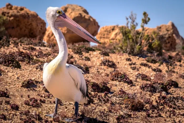 Framed Print : Pelican at Streaky Bay, South Australia