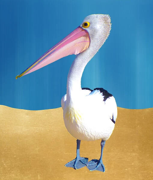 pelican world