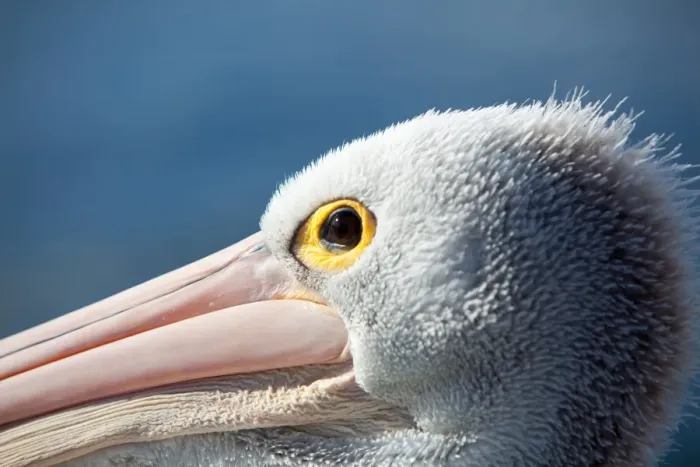 Framed Print : Pelicans, close-up Framed Print : Pelicans, close-up