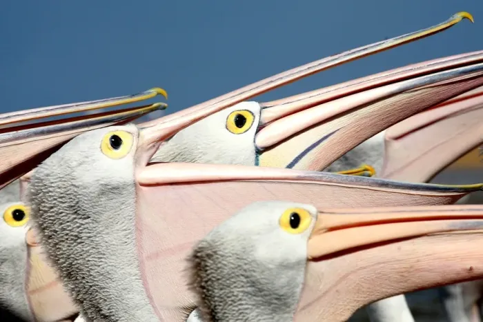 Framed Print : Pelicans (Eyes Have It)