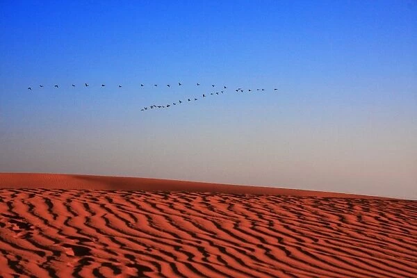 Pelicans Flying over Sand Dunes