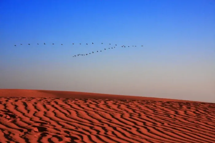 Framed Print : Pelicans Flying over Sand Dunes