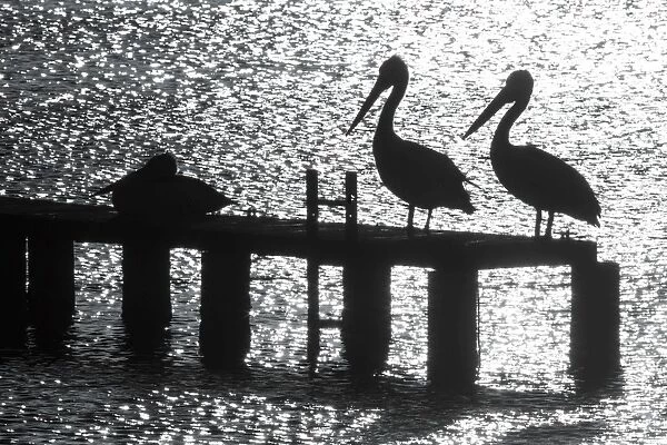 Pelicans on a jetty. Coffins Bay. South Australia