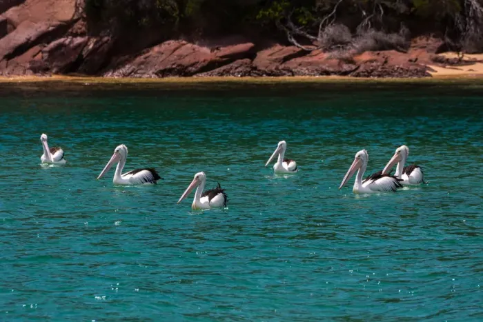 Framed Print : Pelicans at Sea