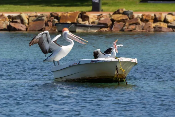 Framed Print : Pelicans at Sea Resting on a Boat