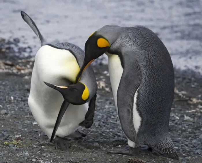 Framed Print : Penguins head over heels in love Framed Print : Penguins head over heels in love