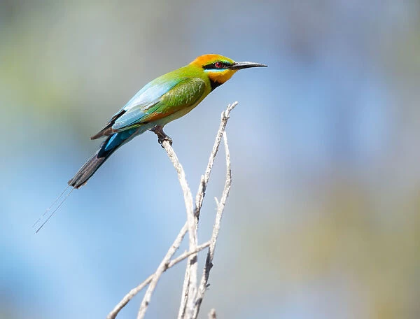 Perched. The Rainbow Bee-eater male (Merops ornatus) has long, slender streamers