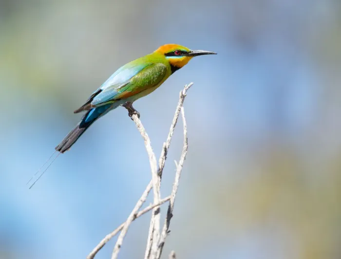 Framed Print : Perched. The Rainbow Bee-eater male (Merops ornatus) has long, slender streamers Framed Print : Perched. The Rainbow Bee-eater male (Merops ornatus) has long, slender streamers