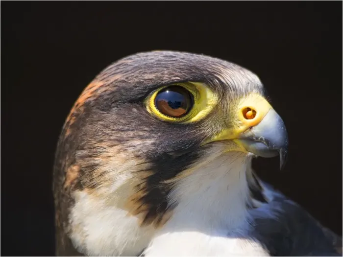 Framed Print : Peregrine Falcon Framed Print : Peregrine Falcon