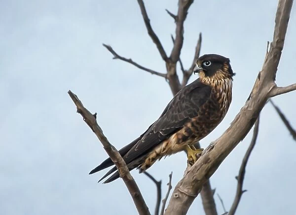 Peregrine falcon perching on dead tree