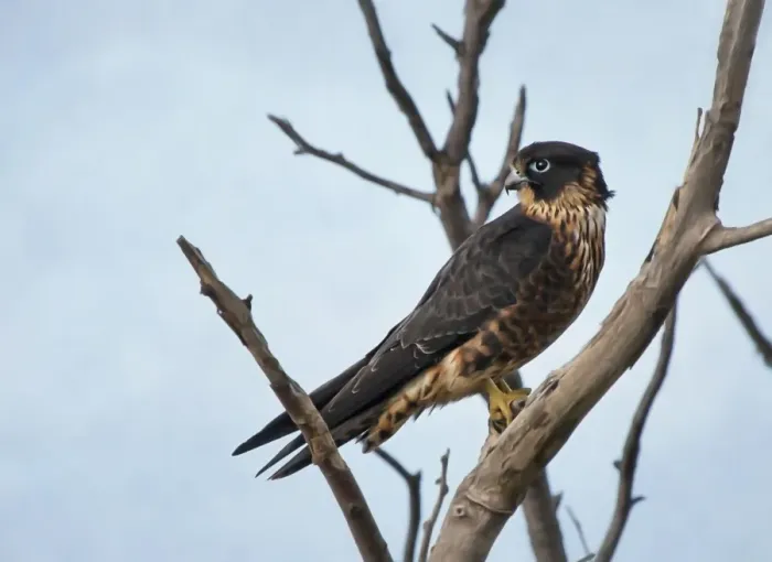 Framed Print : Peregrine falcon perching on dead tree
