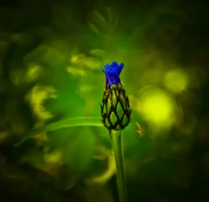 Framed Print : Perennial cornflower Framed Print : Perennial cornflower
