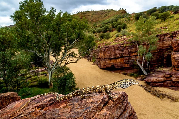 Perentie warming up on the rock overlooking Trephina Gorge after some cold winter rains