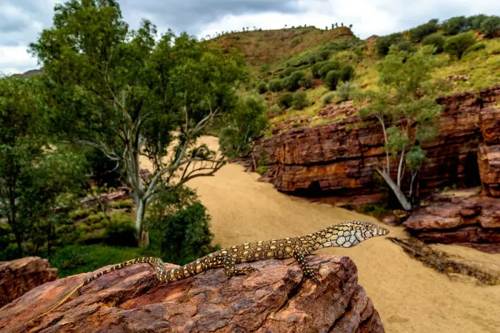 Framed Print : Perentie warming up on the rock overlooking Trephina Gorge after some cold winter rains Framed Print : Perentie warming up on the rock overlooking Trephina Gorge after some cold winter rains