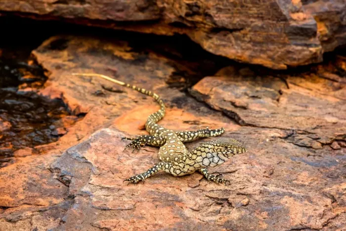 Framed Print : Perentie warming up on the rock overlooking Trephina Gorge after some cold winter rains Framed Print : Perentie warming up on the rock overlooking Trephina Gorge after some cold winter rains