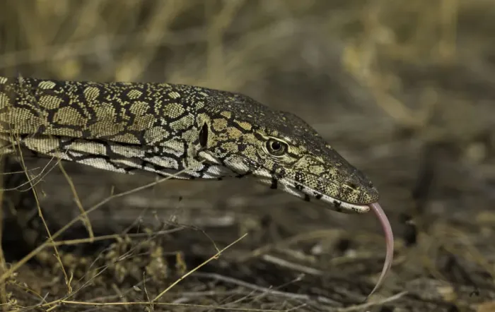 Framed Print : Perentie monitor lizard