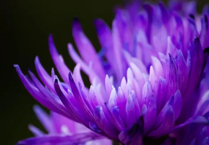 Framed Print : Perfect Purple Framed Print : Perfect Purple