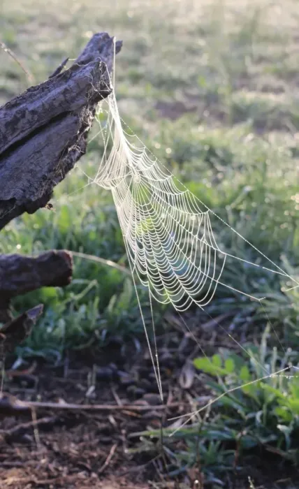 Framed Print : Perfect web in the morning sunlight Framed Print : Perfect web in the morning sunlight