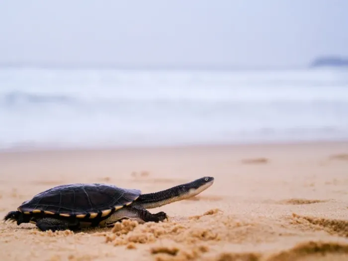Framed Print : Pet turtle running along sand by sea Framed Print : Pet turtle running along sand by sea
