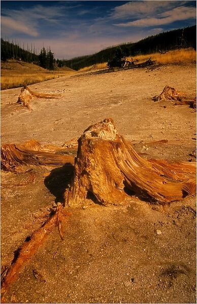 A petrified tree, Yellowstone National Park, Wyoming, USA