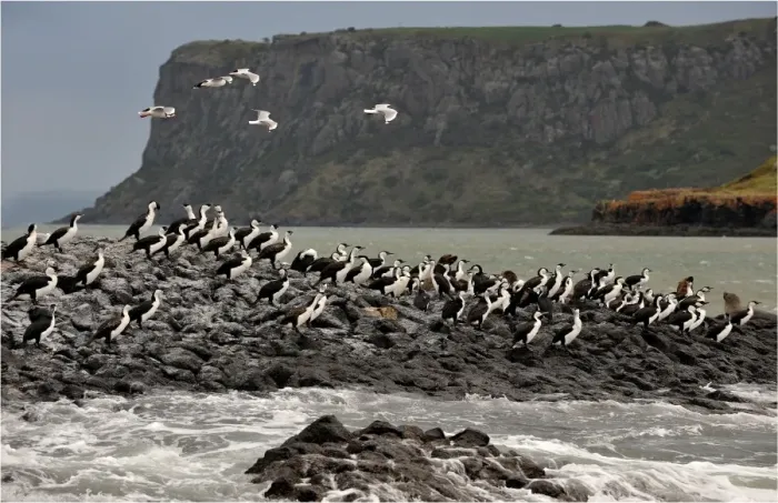 Framed Print : Pied Cormorants sitting on an outcrop near Stanley, in the island state, Tasmania, Australia Framed Print : Pied Cormorants sitting on an outcrop near Stanley, in the island state, Tasmania, Australia