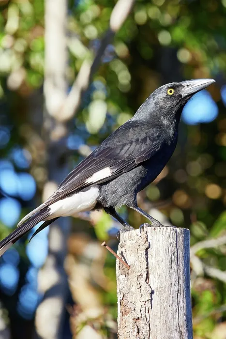 Framed Print : Pied Currawong in Lamington National Park Framed Print : Pied Currawong in Lamington National Park