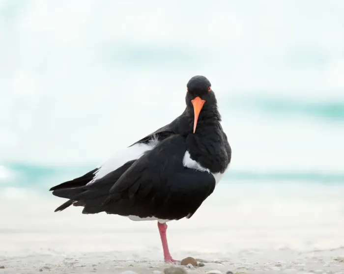 Framed Print : Pied Oystercatcher Framed Print : Pied Oystercatcher