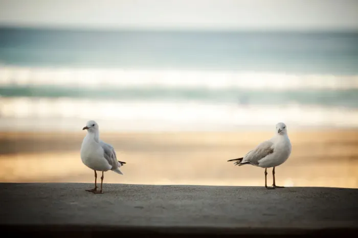 Framed Print : Pigeons in Manly Beach Framed Print : Pigeons in Manly Beach